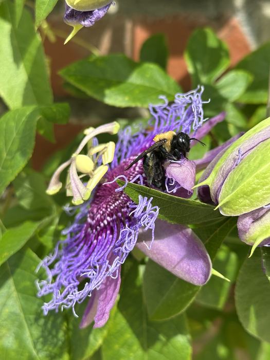 Eastern carpenter bee - Gabriella de Souza