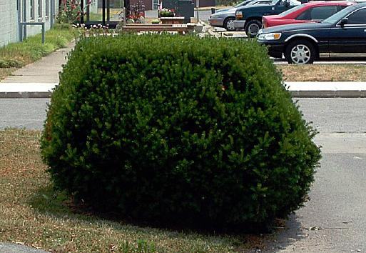 A photo of a yew shrub that is properly sheared showing a full canopy and desired rounded shape.
