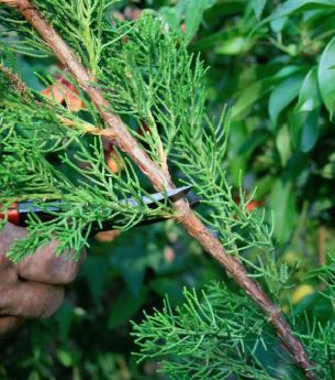 A photo of thinning/reduction cut on arborvitae right above a lateral branch that is equal to or smaller than wood being removed.