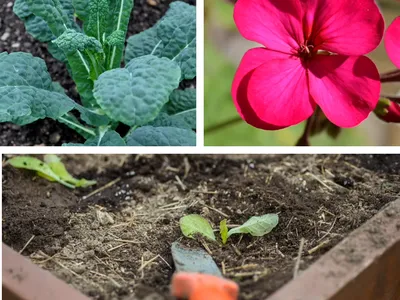 Collage of 3 photos: kale, pelargonium flower, and a trowel digging in a raised bed of seedlings.