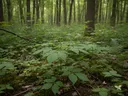 AI generated photo of Ginseng growing in the forest.
