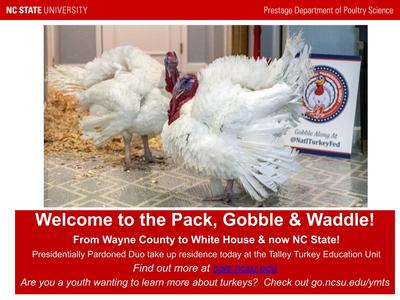 picture of presidentially pardoned turkeys