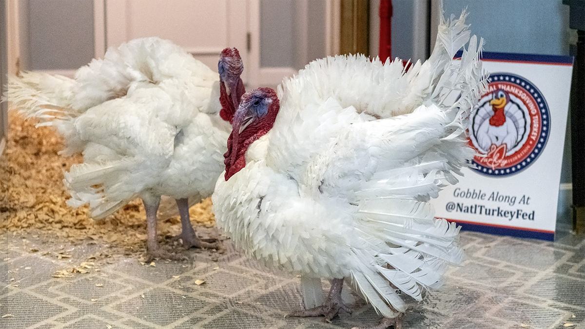 Gobble and waddle pardoned turkeys