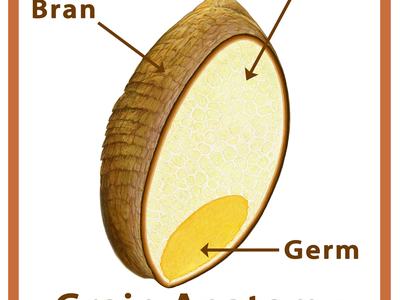 Drawing of the parts of a whole grain.