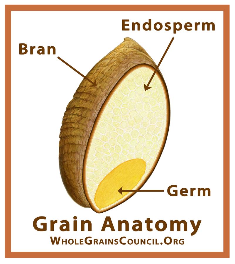 Drawing of the parts of a whole grain.