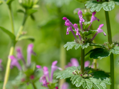 Henbit Weed