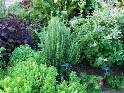 Herb Garden