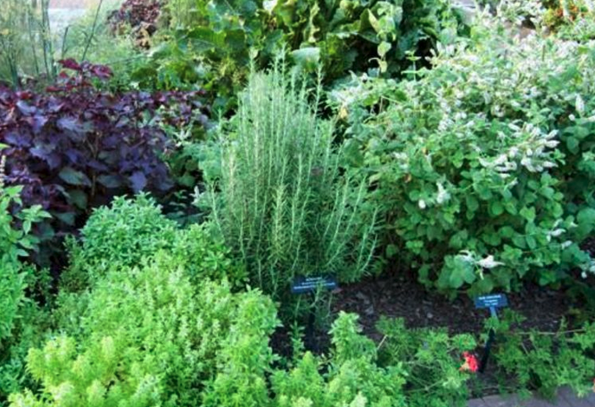 Herb Garden