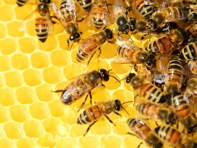 Honey Bees with Comb