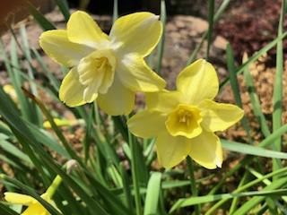 Two yellow daffodil flowers with green leaves in a garden