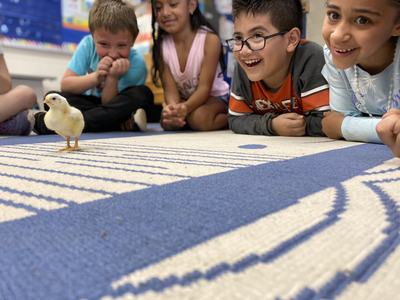 Children watching newly hatched chick walk across floor.