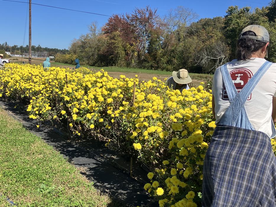two people harvesting bright yellow flowers from rows of plants in a field