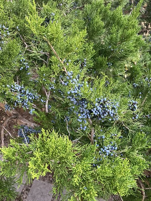 Juniper berries on cedar tree