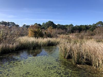 Large stormwater wetland at Wade Park treating an entire neighborhood