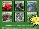 2026 Plant Sale flyer: strawberries, blackberries, blueberries, grapes, fruit trees; QR code; pickup early February