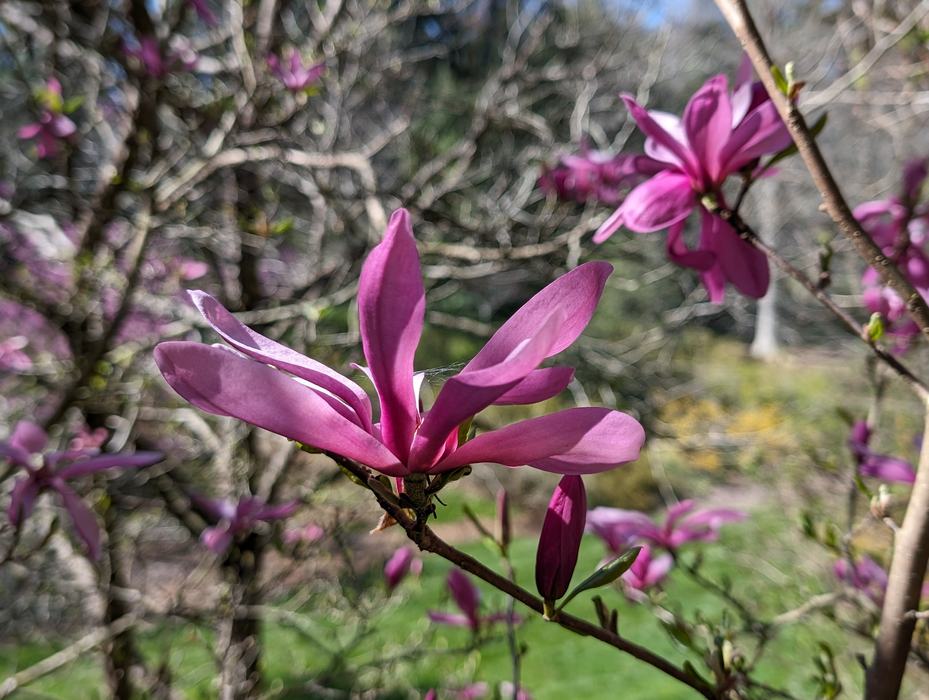 magnolia bloom
