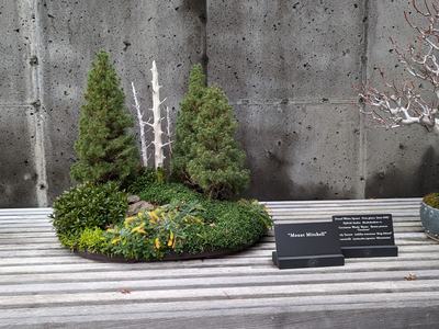 bonsai tree at NC Arboretum