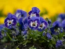 Pansies in the ground