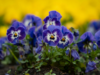 Pansies in the ground