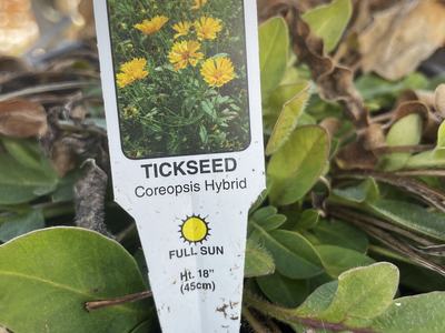 Plant tag for 'Jethro tull' coreopsis.