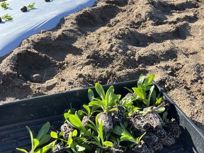 Dianthus plugs laying in a tray about to be planted