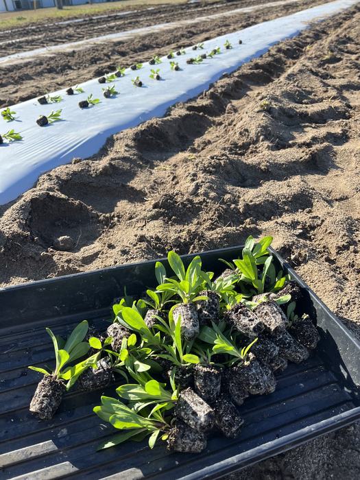 Dianthus plugs laying in a tray about to be planted with plugs laying on plastic in the background