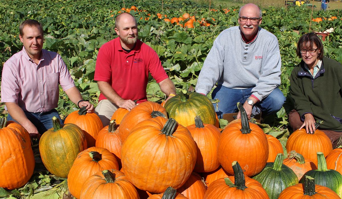 Amazing When To Plant Pumpkins In Nc Photos