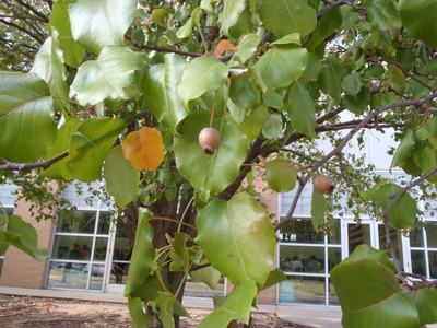 Tree branch with green leaves and small round brown fruits in front of building windows