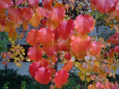 Red and orange autumn leaves on a tree branch with small round seed pods