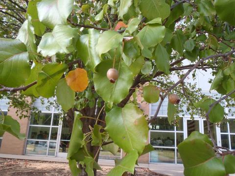 Tree branch with green leaves and small round brown fruits in front of building windows