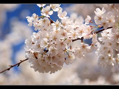 Cluster of white cherry blossoms on a branch against a blue sky background