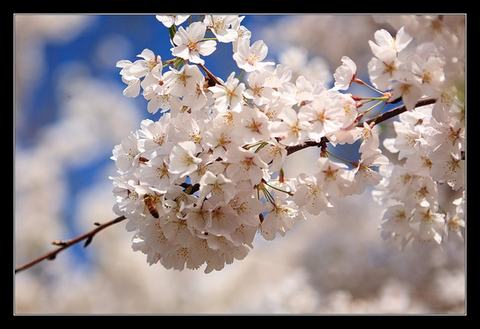 Cluster of white cherry blossoms on a branch against a blue sky background