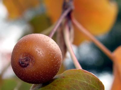 Brown round fruit on stem with water droplets and a nearby green leaf