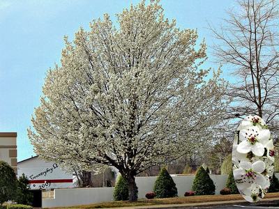 White-flowering tree by a low wall and shrubs; inset close-up of white blossoms