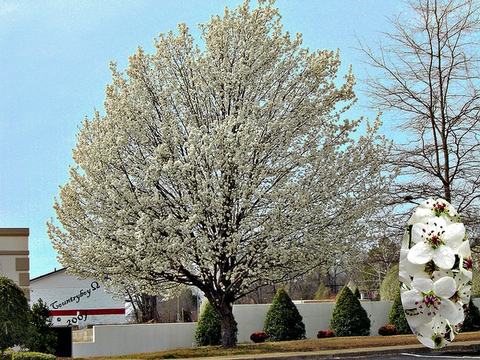 White-flowering tree by a low wall and shrubs; inset close-up of white blossoms