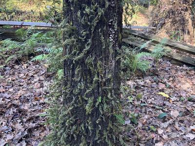 Resurrection ferns on a stump