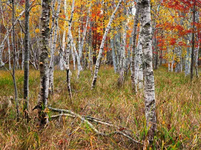 River Birch