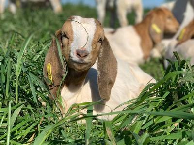 Goats sit in a field of long grass.