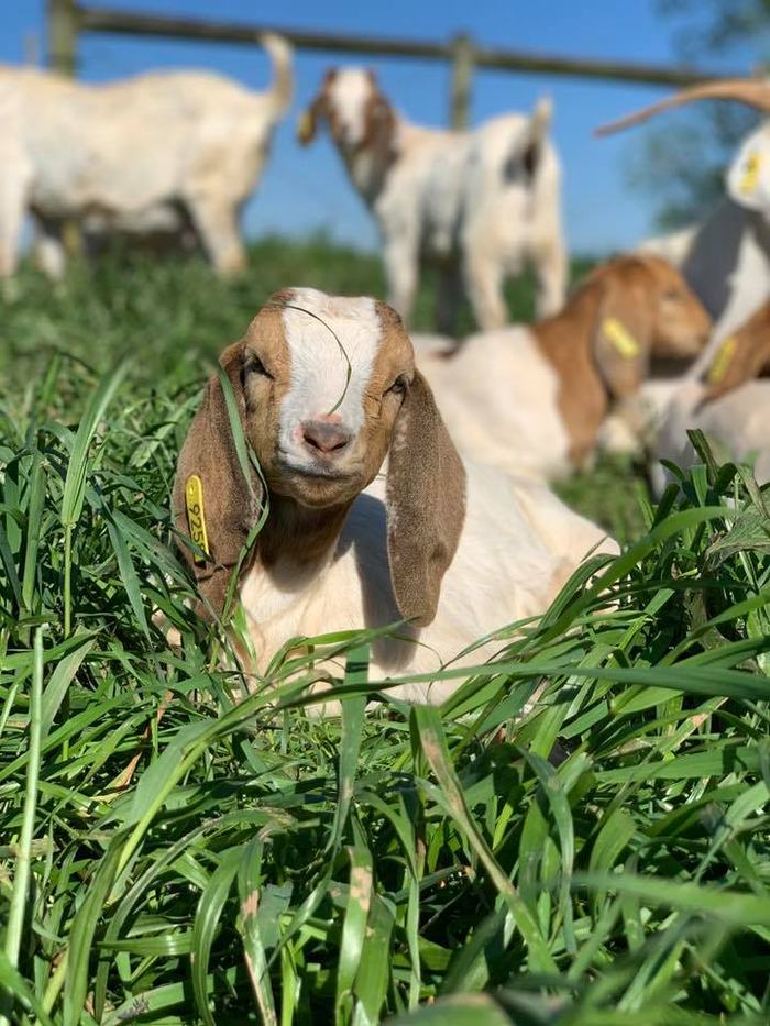 Goats sit in a field of long grass.