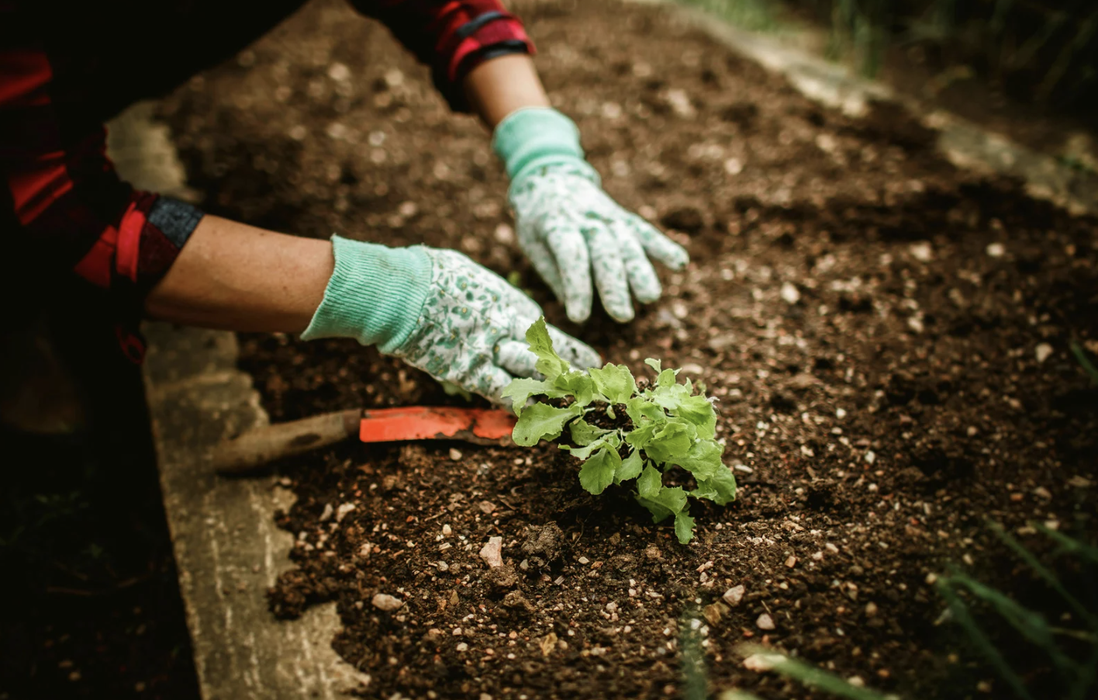 hands of someone gardening