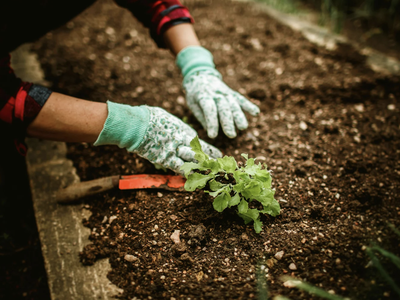 hands of someone gardening