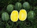 Yellow flesh watermelon