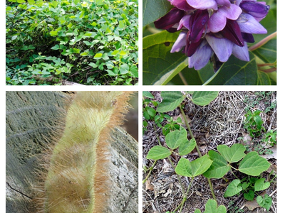 Four-panel collage: kudzu vine mass, purple flower cluster, hairy seed pod, heart-shaped leaves