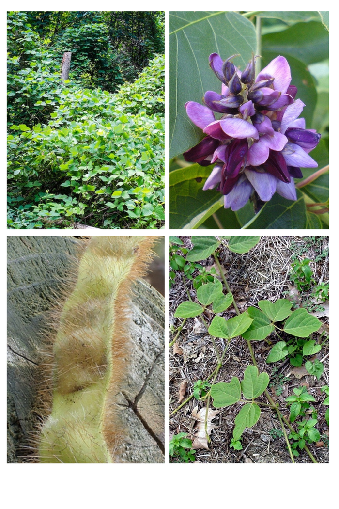 Four-panel collage: kudzu vine mass, purple flower cluster, hairy seed pod, heart-shaped leaves