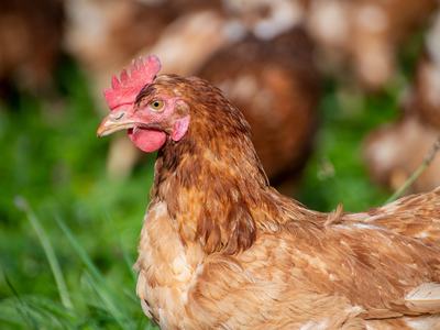 Brown hen close-up standing on grass with head turned left