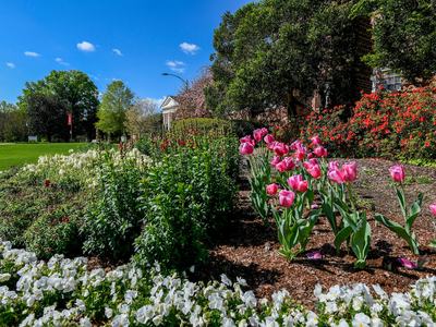 Pink tulips blooming in landscaped flower beds at NC State University with other colorful spring flowers.