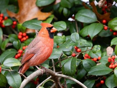 red cardinal on holly tree