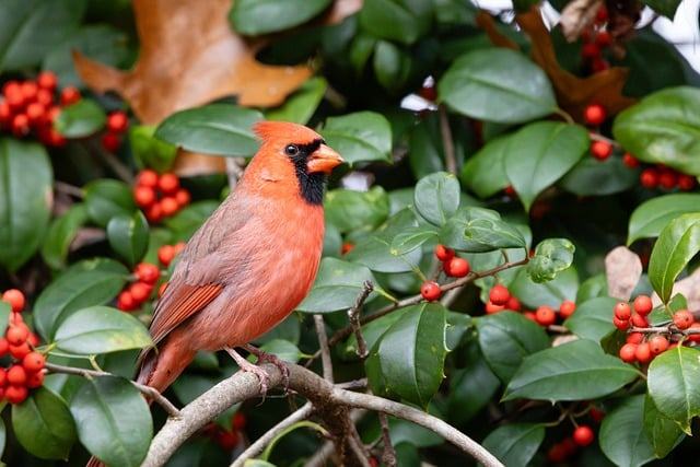 red cardinal on holly tree