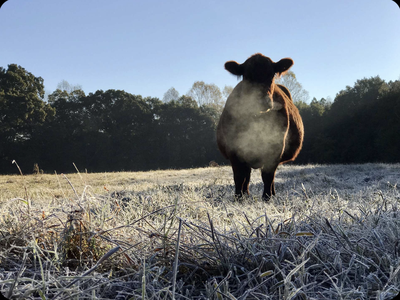 cow frost