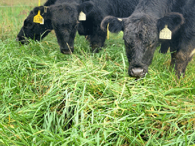 Three black cows grazing in a green pasture, each wearing a yellow ear tag.